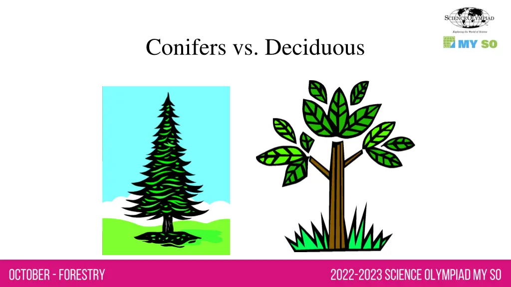 conifers vs deciduous