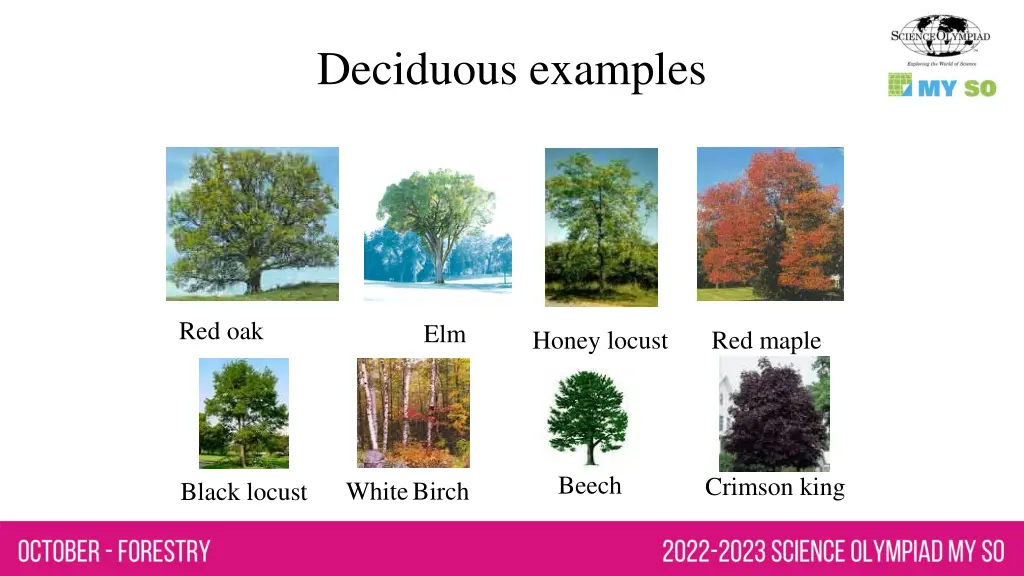 deciduous examples