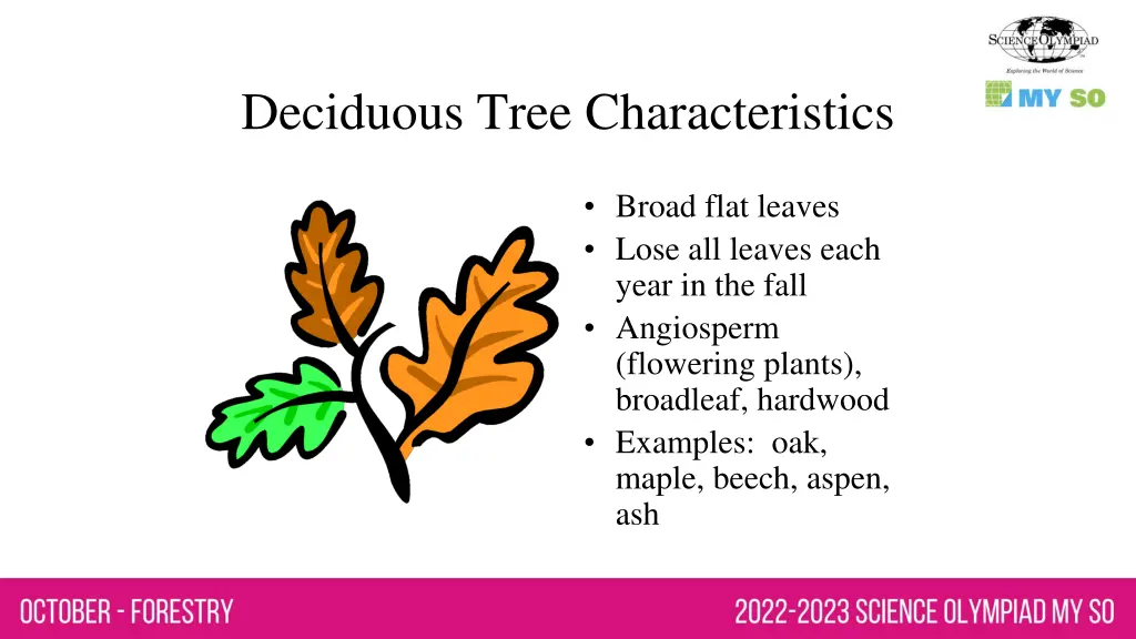 deciduous tree characteristics