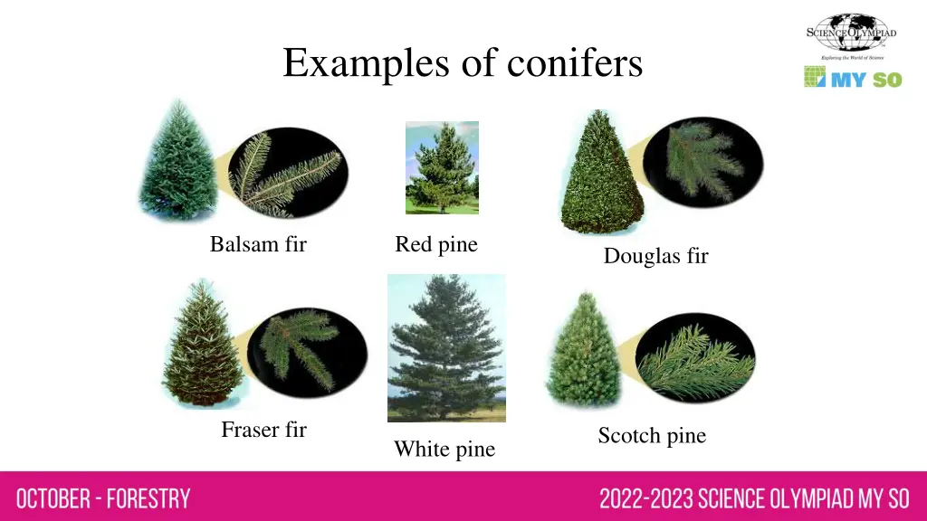 examples of conifers