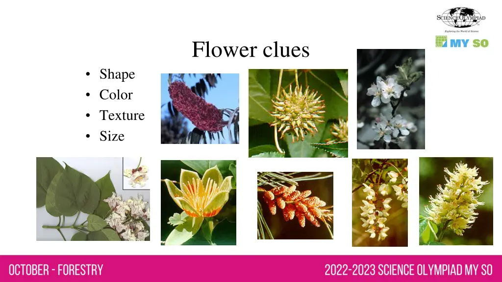 flower clues