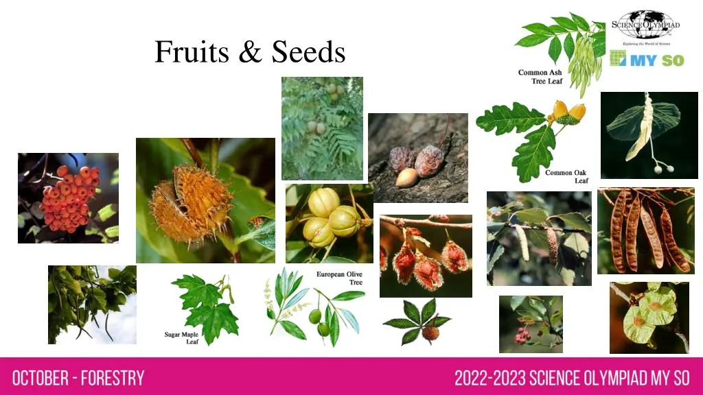 fruits seeds