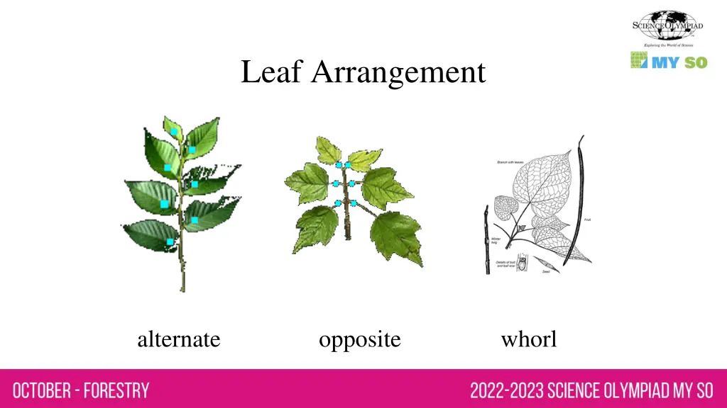 leaf arrangement