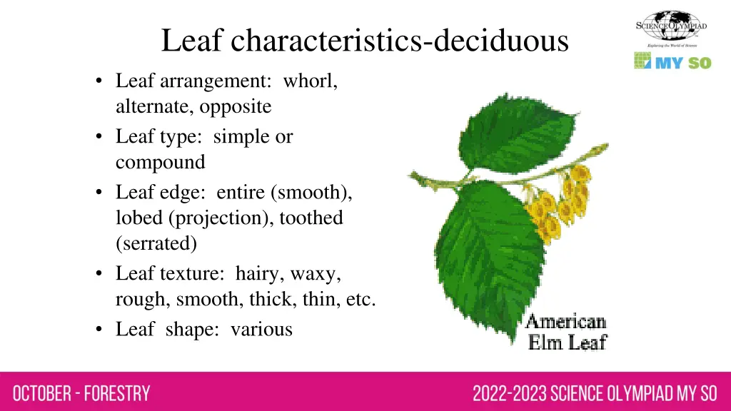 leaf characteristics deciduous leaf arrangement