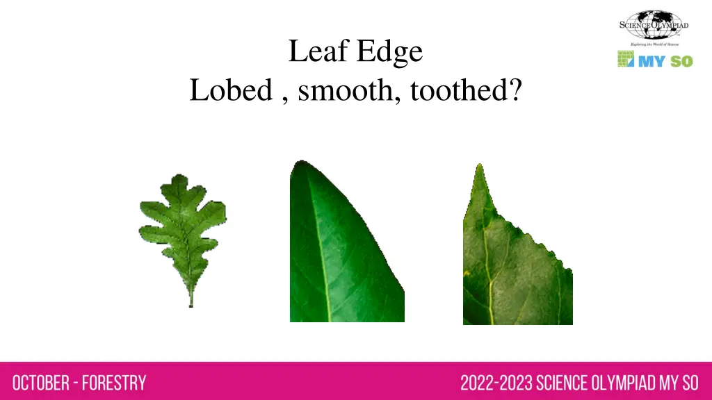 leaf edge