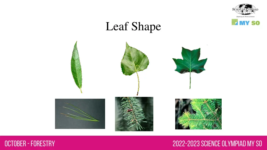 leaf shape