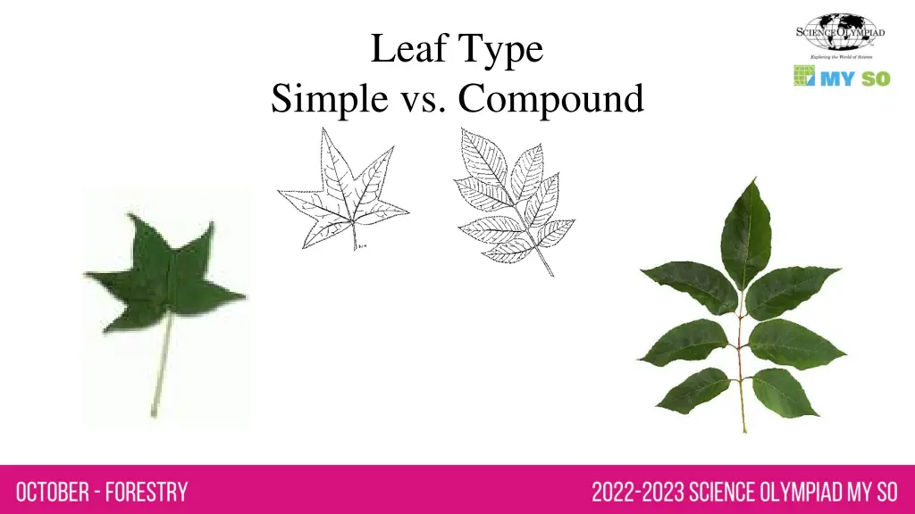 leaf type