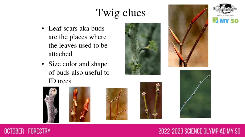 twig clues