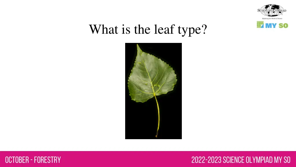 what is the leaf type