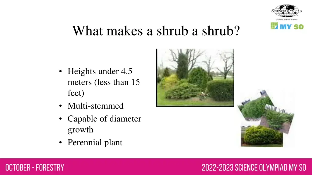 what makes a shrub a shrub