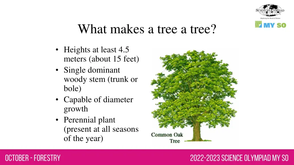 what makes a tree a tree