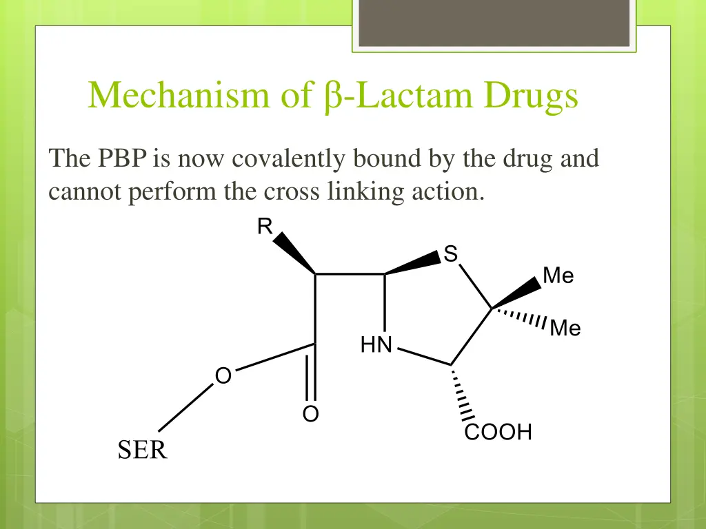 mechanism of lactam drugs 3