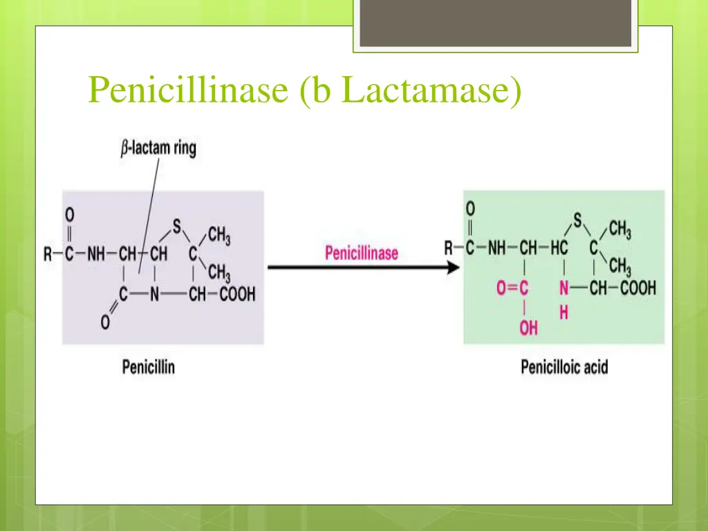 penicillinase b lactamase