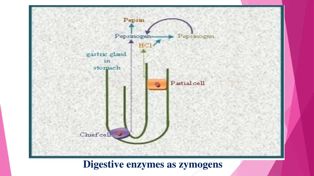 digestive enzymes as zymogens 1