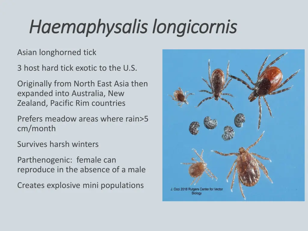 haemaphysalis haemaphysalislongicornis