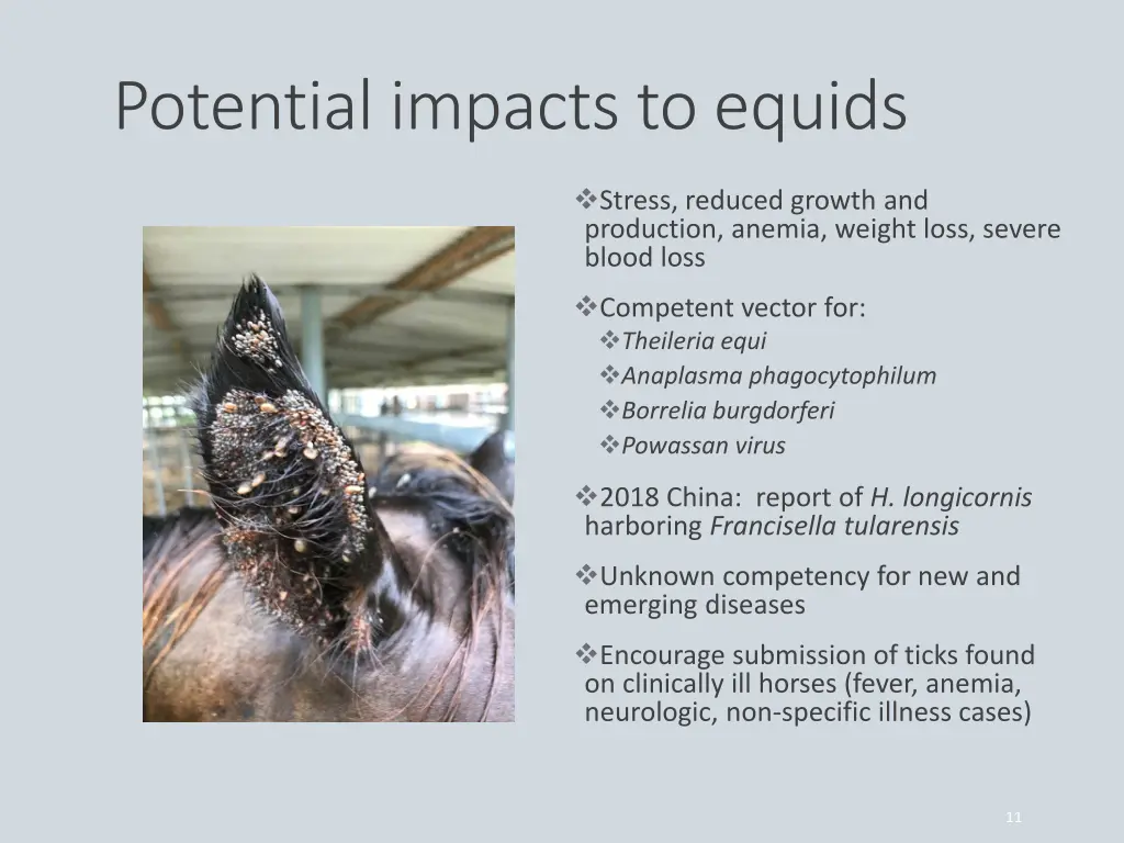 potential impacts to equids