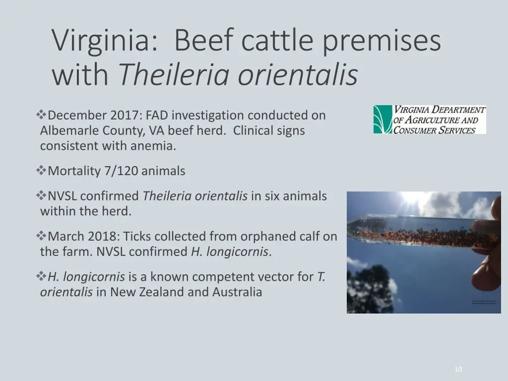 virginia beef cattle premises with theileria