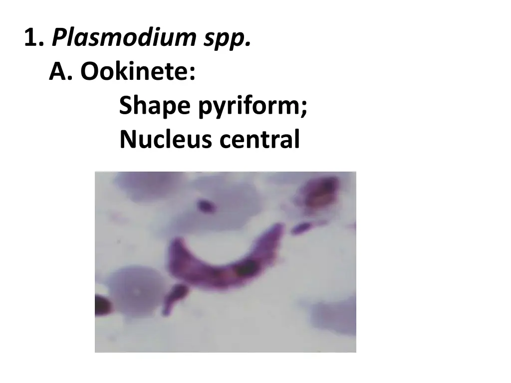 1 plasmodium spp a ookinete shape pyriform