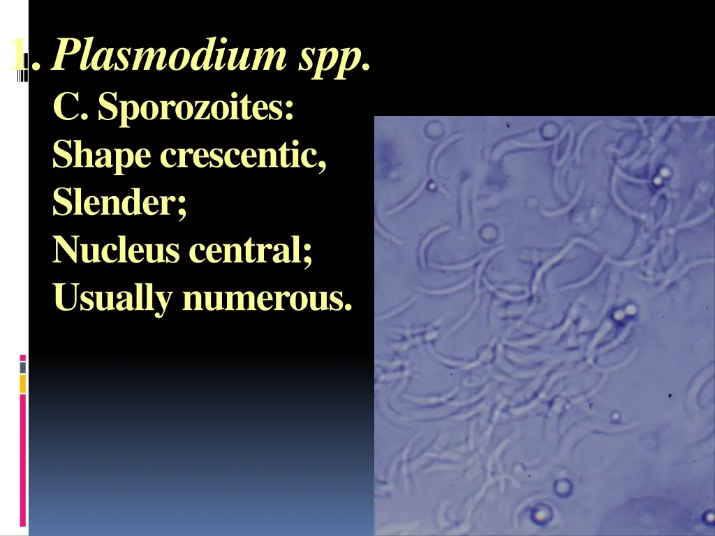 1 plasmodium spp c sporozoites shape crescentic