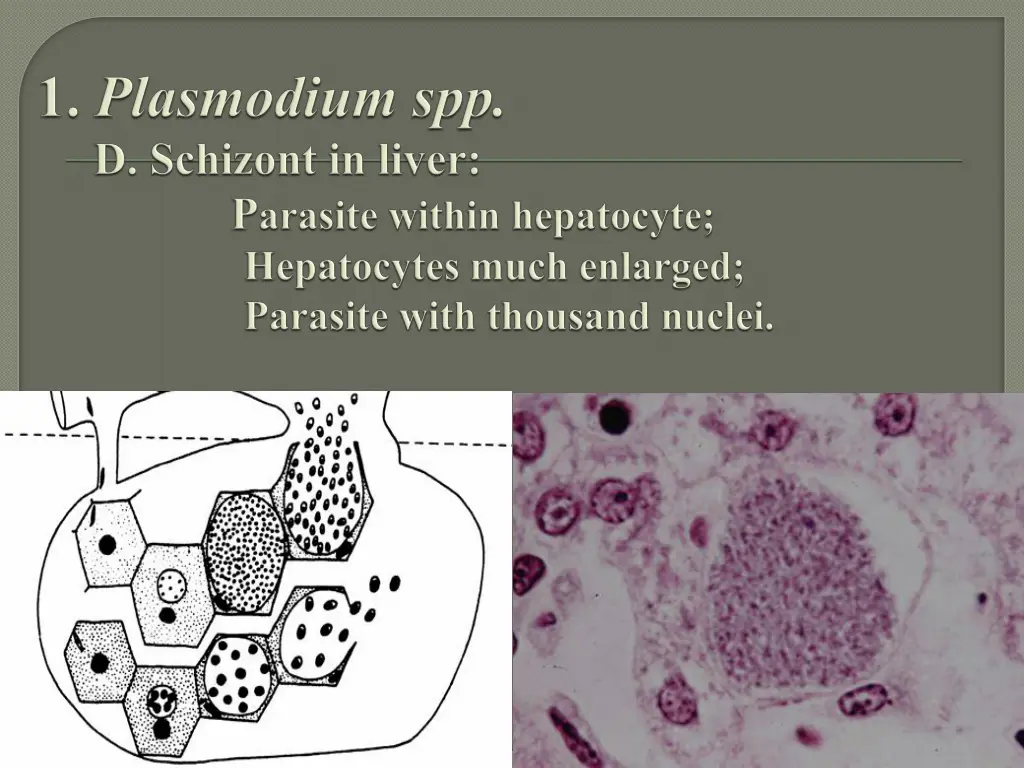 slide10