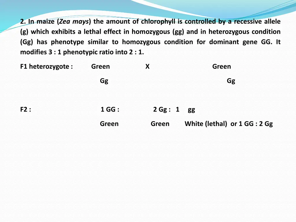 2 in maize zea mays the amount of chlorophyll