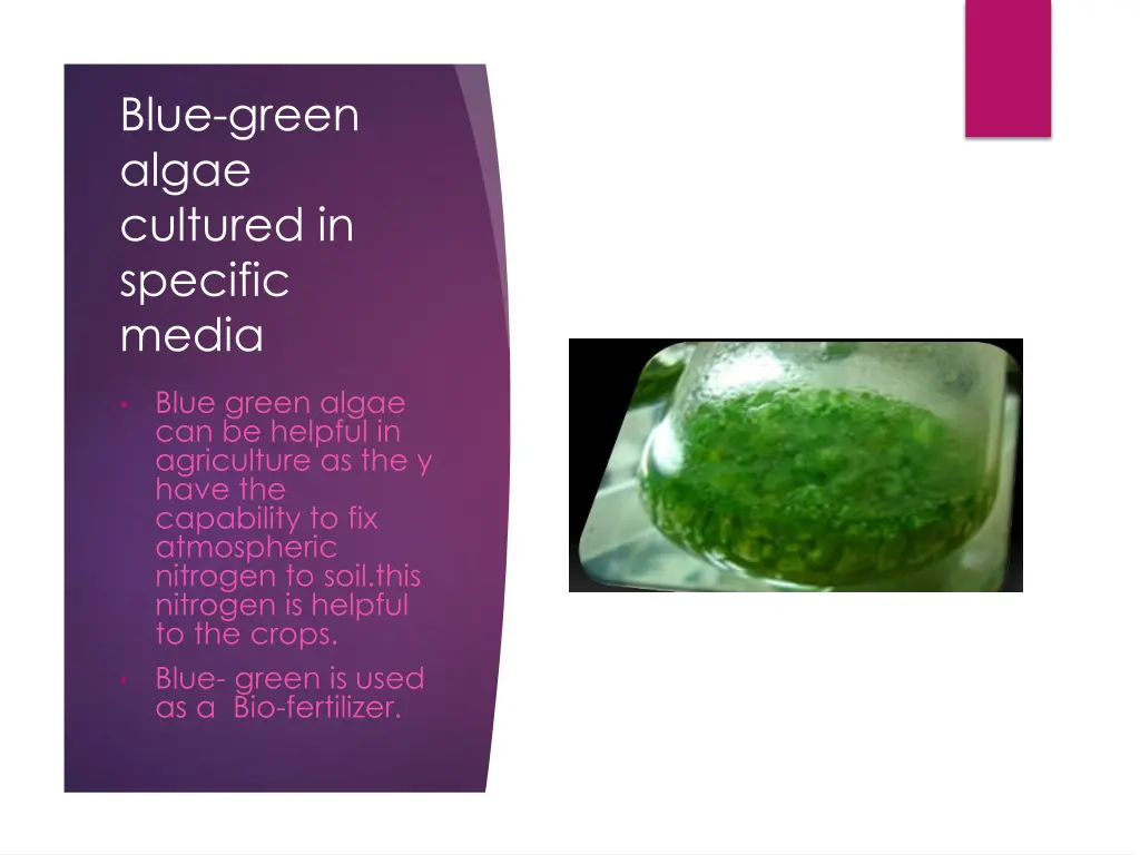 blue green algae cultured in specific media