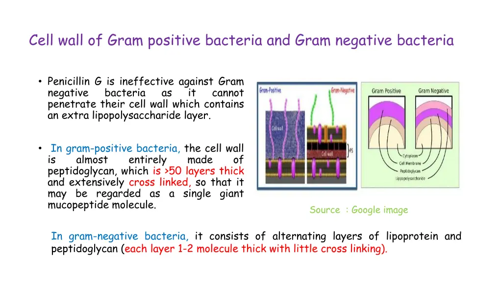 cell wall of gram positive bacteria and gram