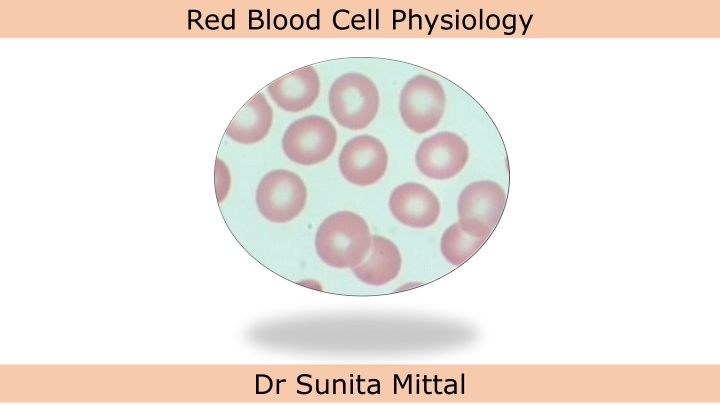 red blood cell physiology