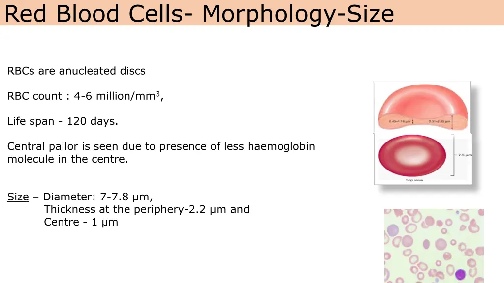 red blood cells morphology size