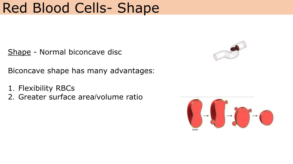 red blood cells shape