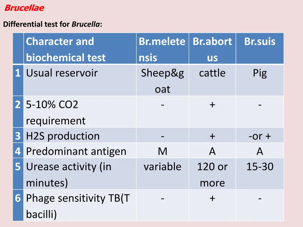 brucellae 1