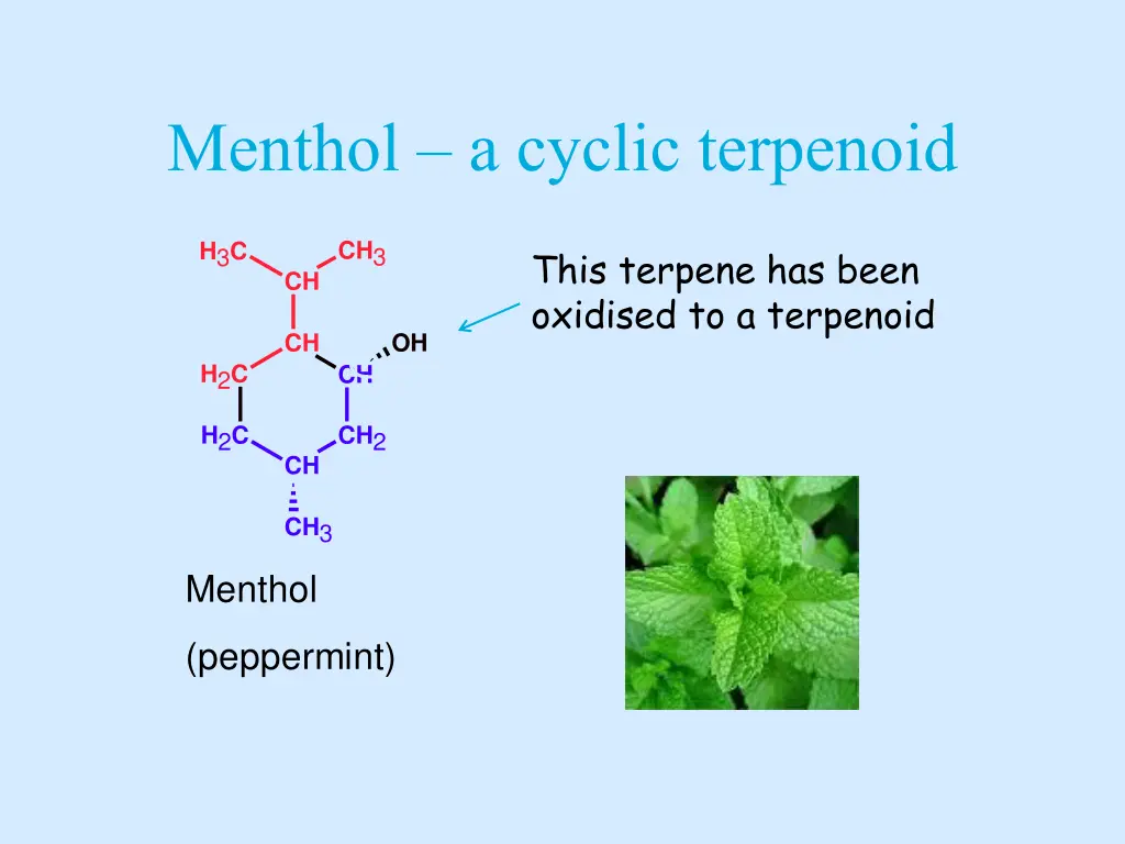 menthol a cyclic terpenoid