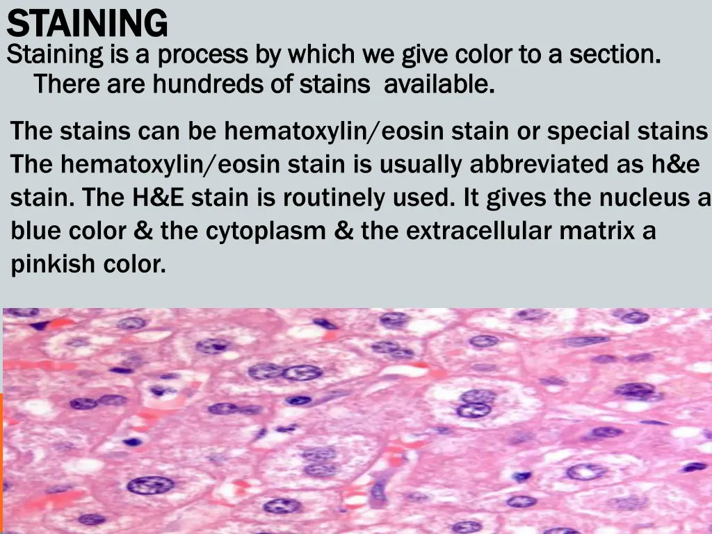 staining staining staining is a process by which