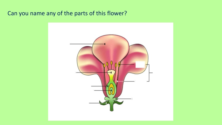 can you name any of the parts of this flower