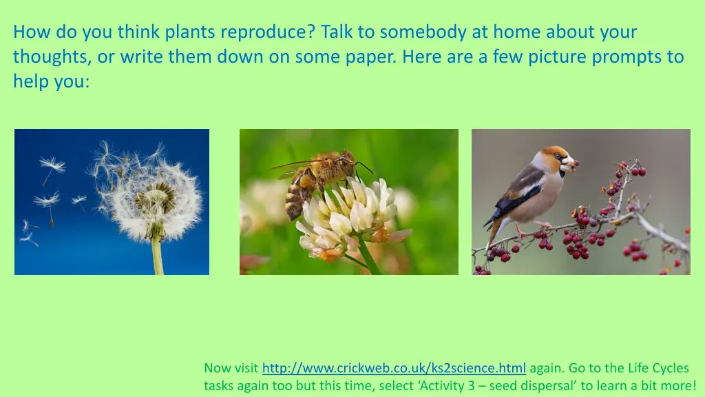 how do you think plants reproduce talk