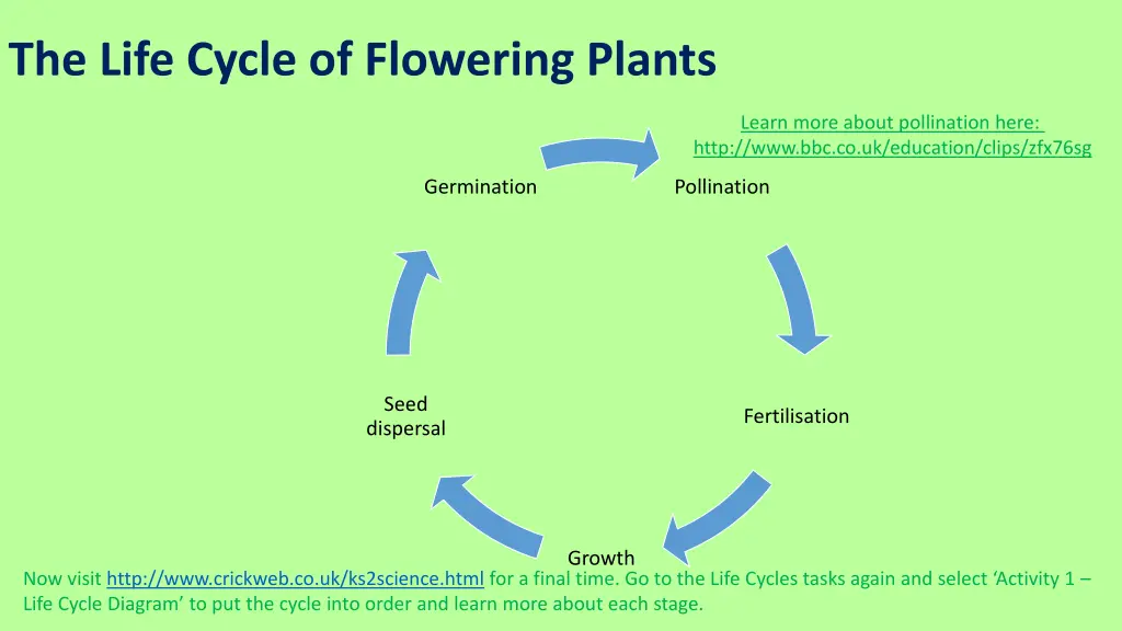 the life cycle of flowering plants