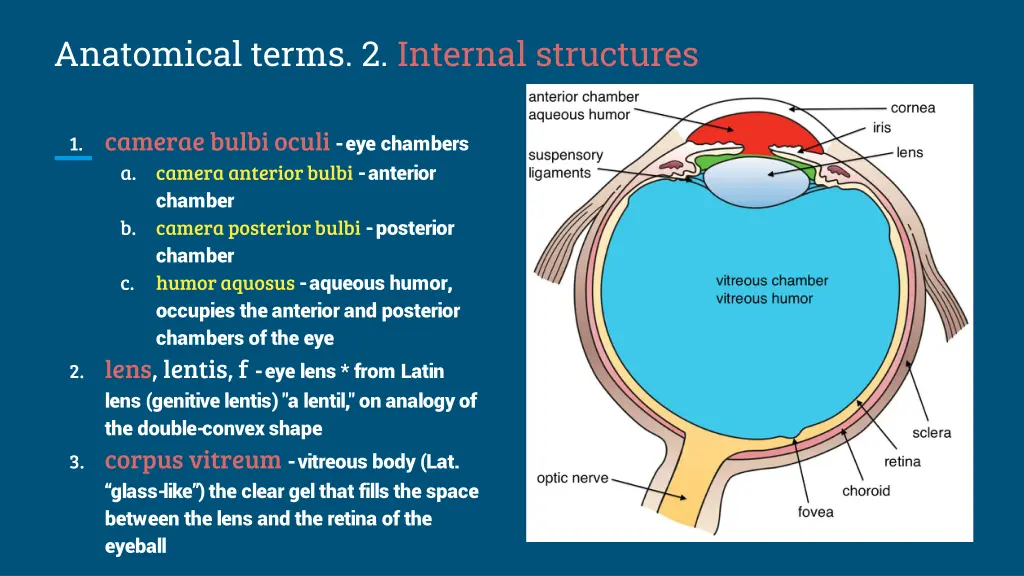 anatomical terms 2 internal structures