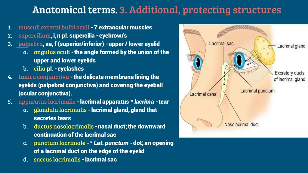 anatomical terms 3 additional protecting