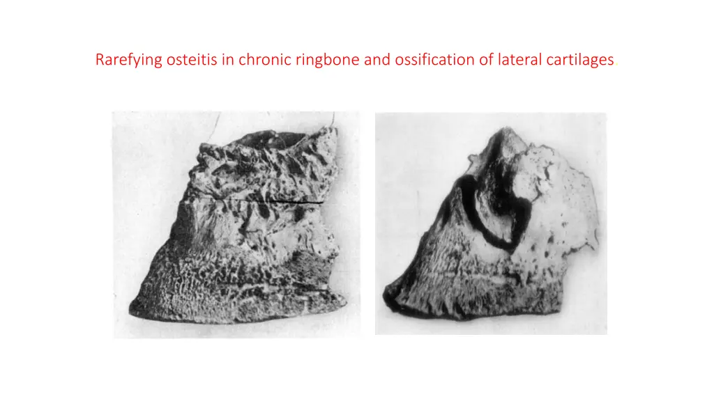 rarefying osteitis in chronic ringbone