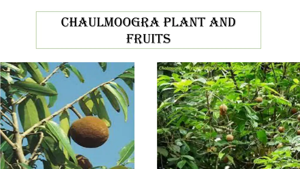 chaulmoogra plant and fruits