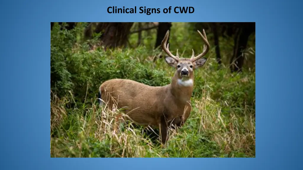 clinical signs of cwd