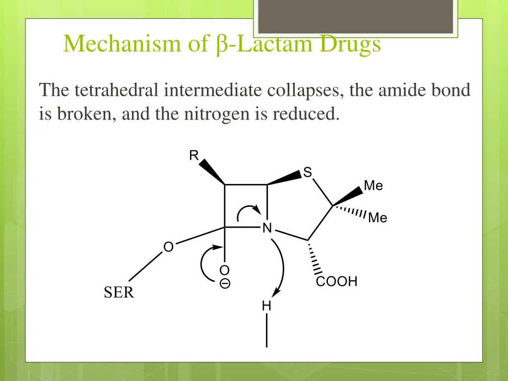 mechanism of lactam drugs 2