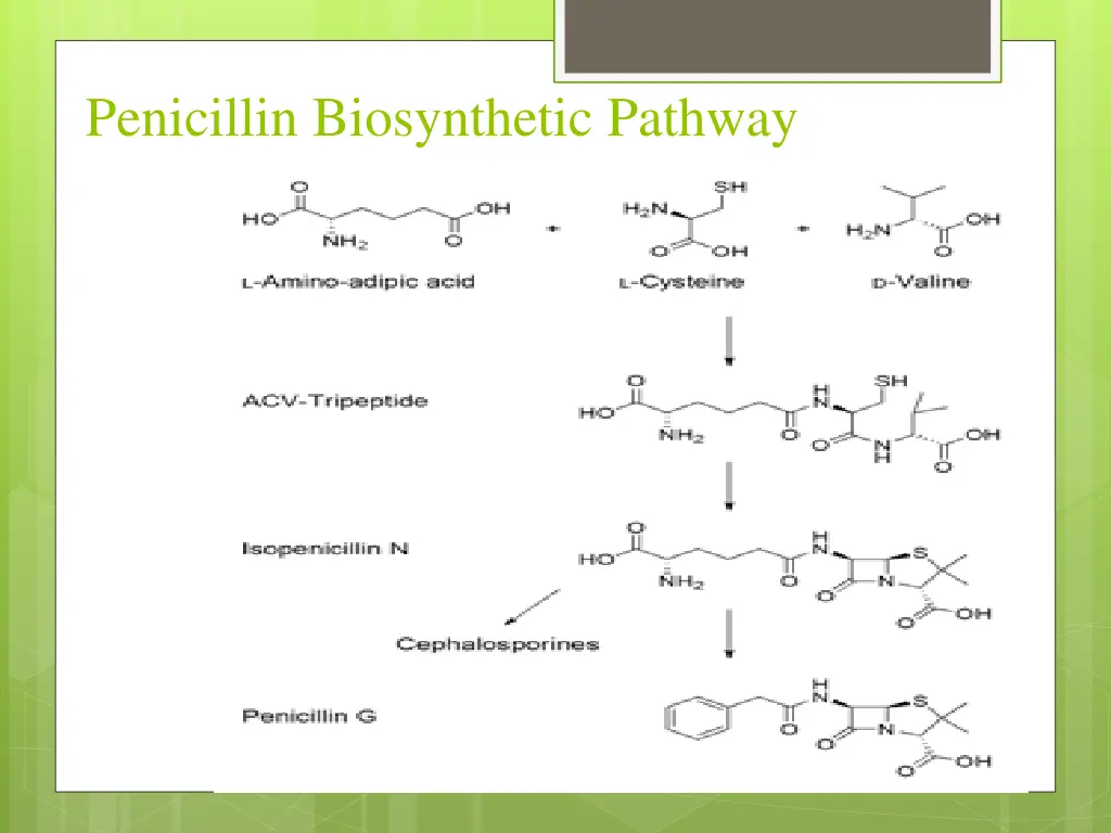 penicillin biosynthetic pathway