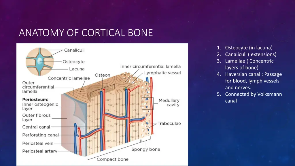 anatomy of cortical bone