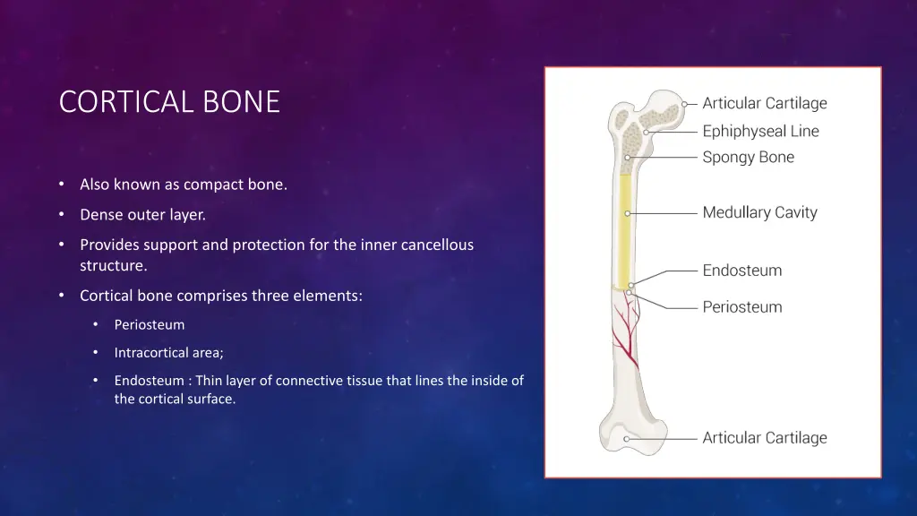 cortical bone