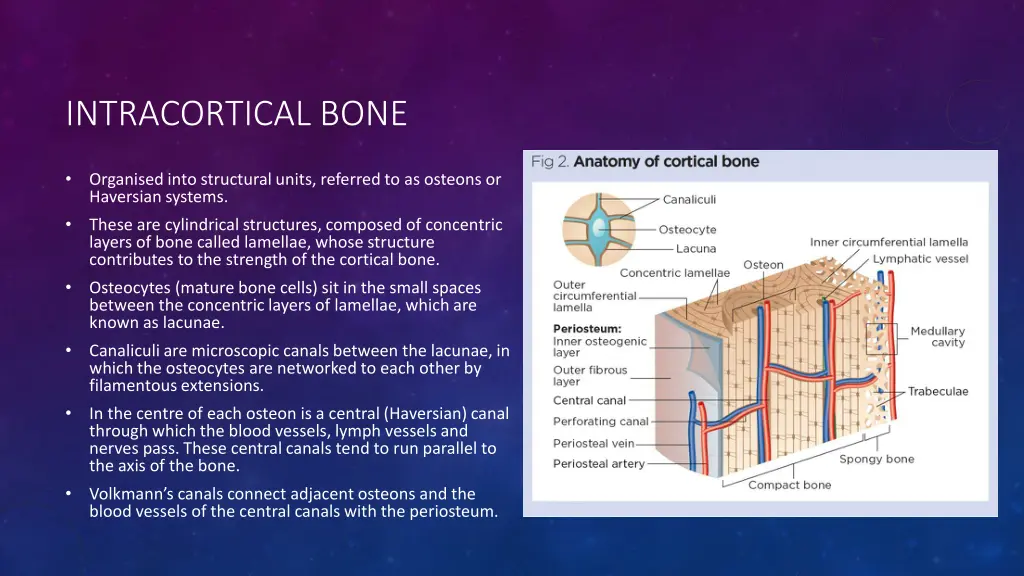 intracortical bone