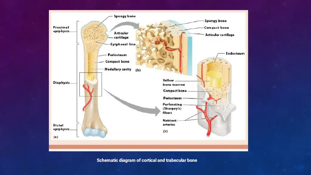 schematic diagram of cortical and trabecular bone