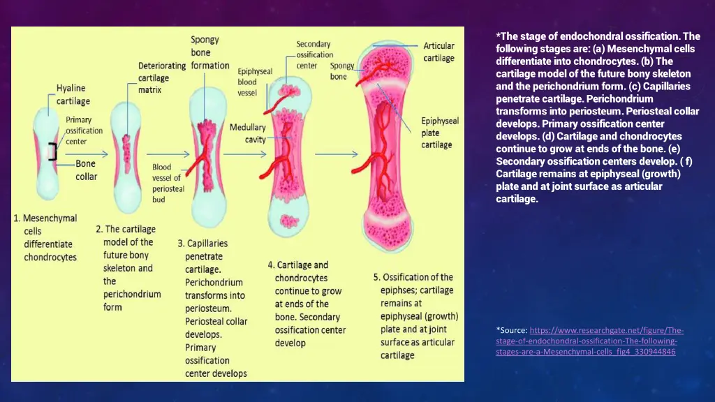 the stage of endochondral ossification