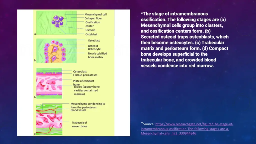 the stage of intramembranous ossification