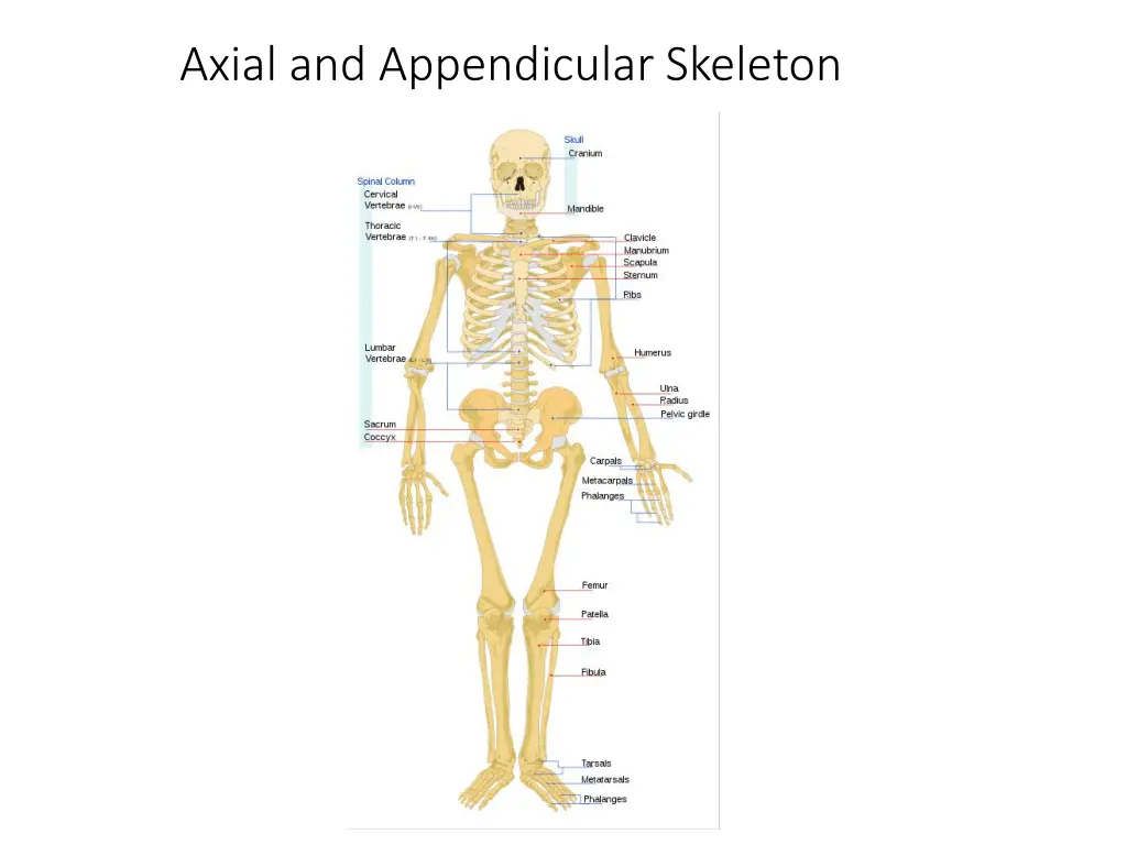 axial and appendicular skeleton